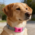 The LoneStar Shield Natural Flea & Tick Protection Collar for Dogs