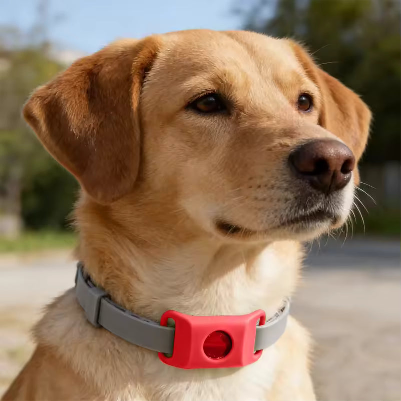 The LoneStar Shield Natural Flea & Tick Protection Collar for Dogs